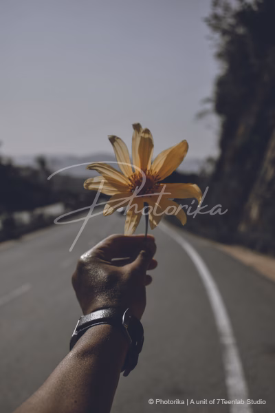 hand-holding-sunflower-road-side