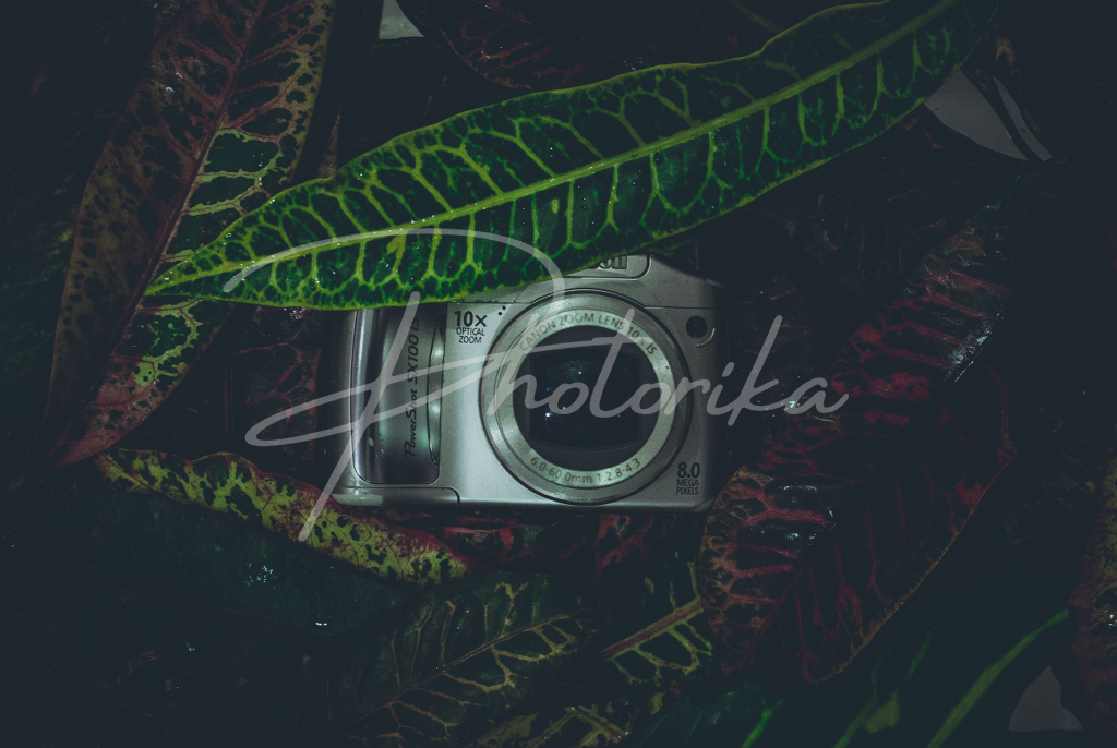 digital-camera-among-leaves
