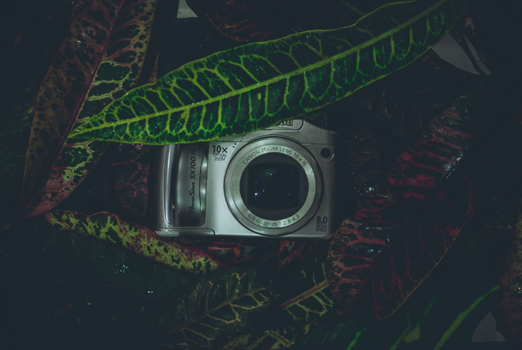 digital-camera-among-leaves