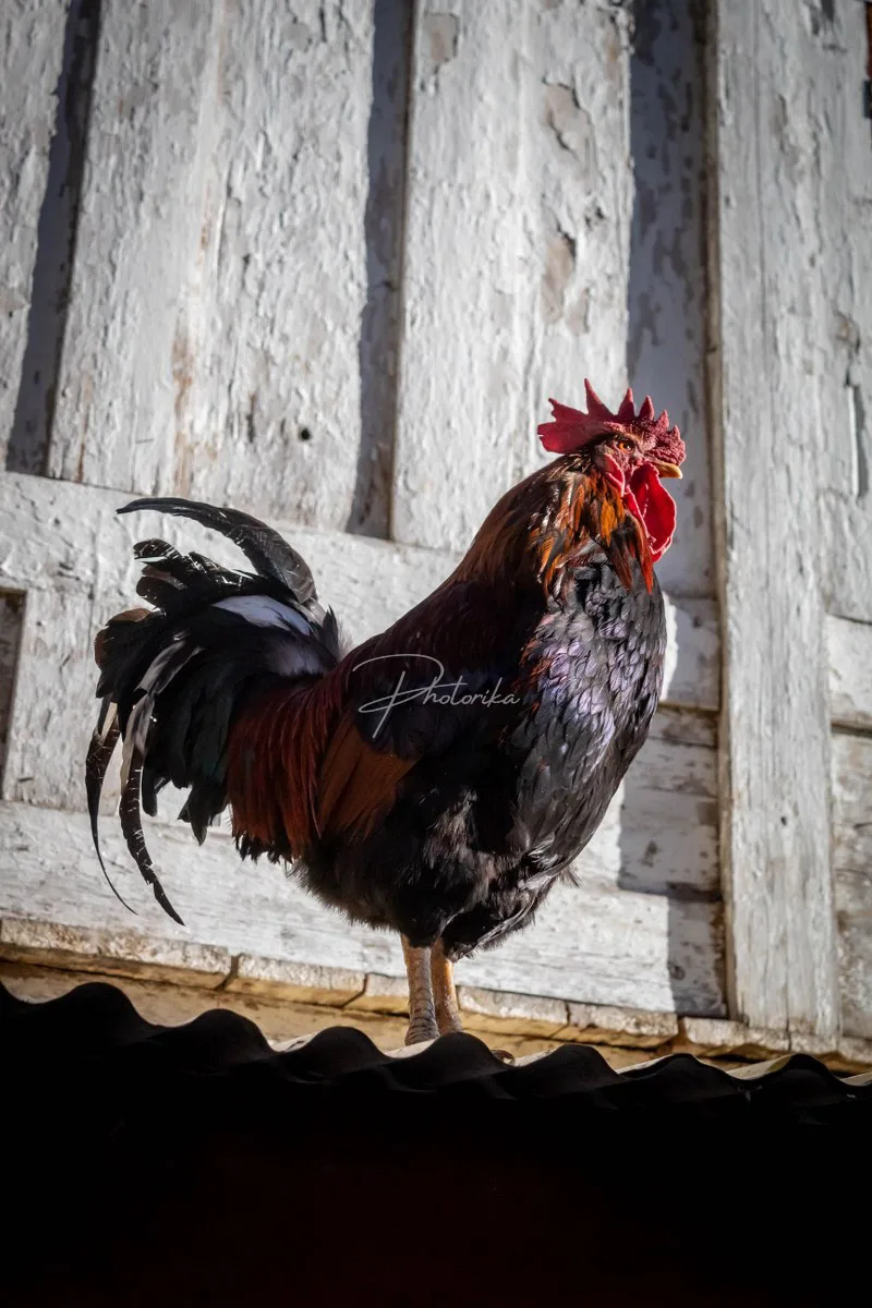 rooster-on-roof-morning-sunray