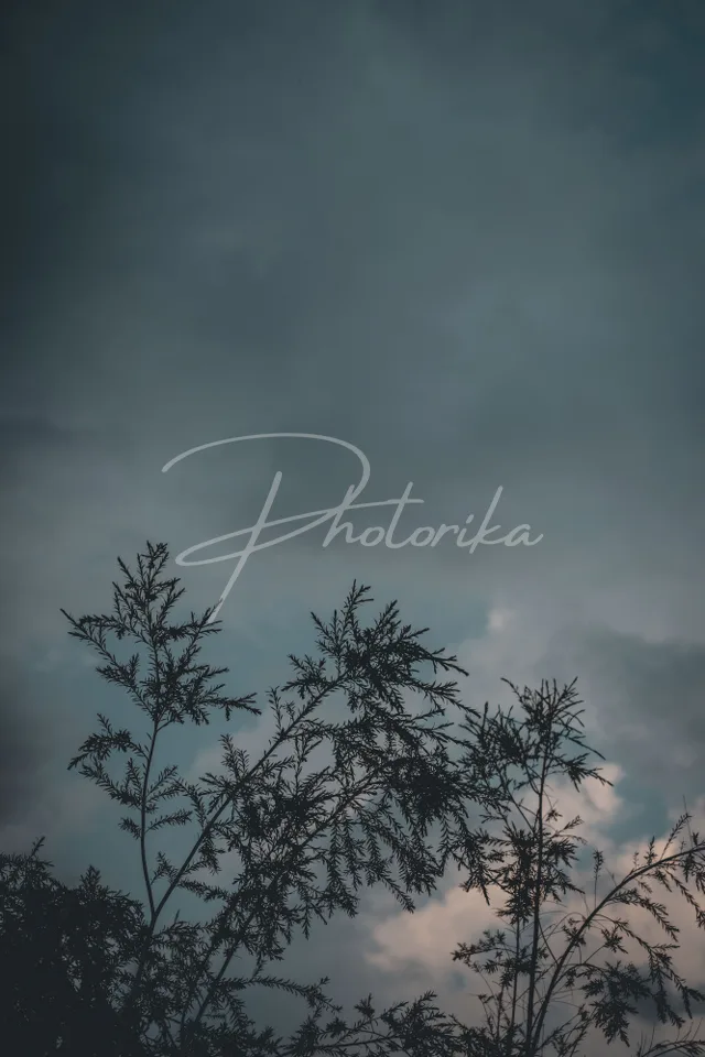pine-tree-leaves-clouds-evening