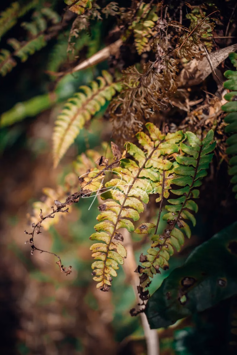 alpine-wood-fern-winter