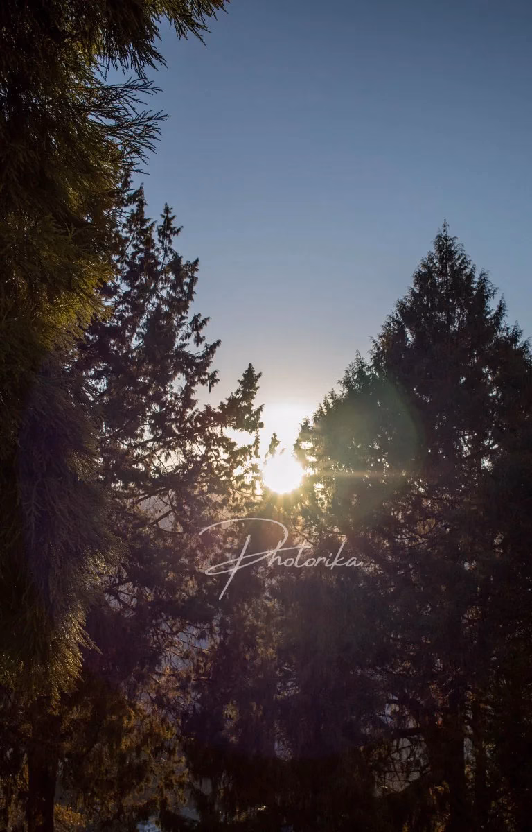 morning-sunray-through-trees