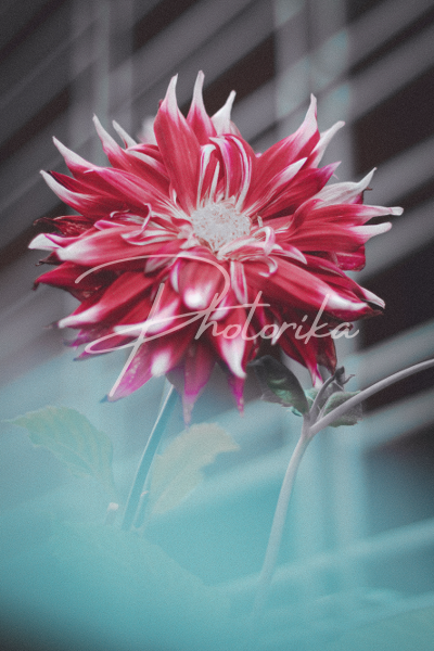 dahlia-red-flower-shadow