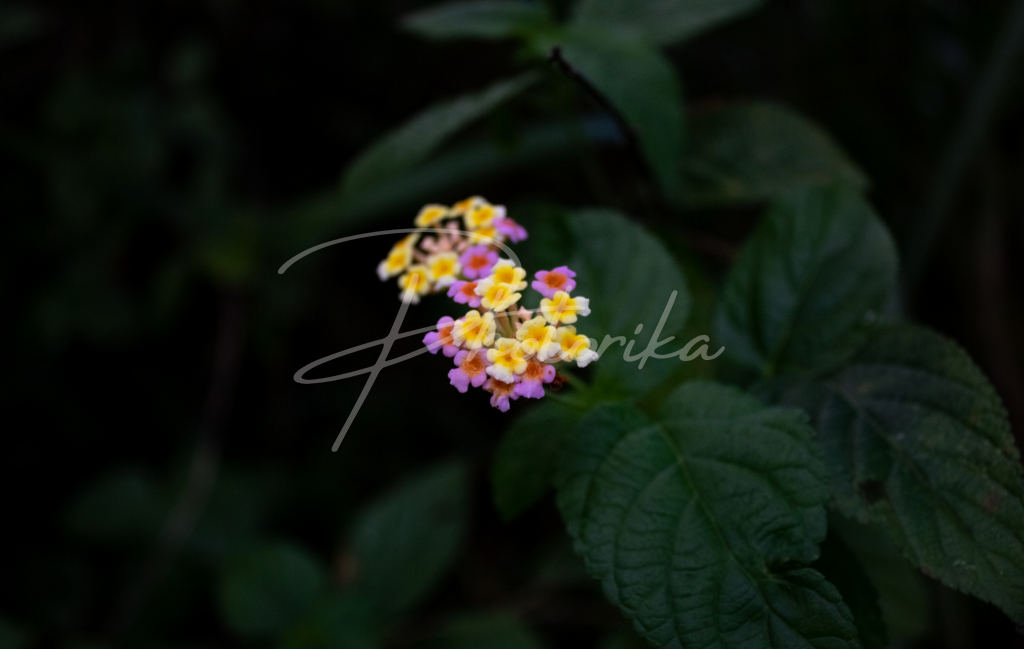 lantana-camara-flower