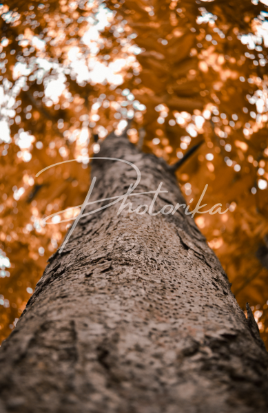 tree-blurry-effect