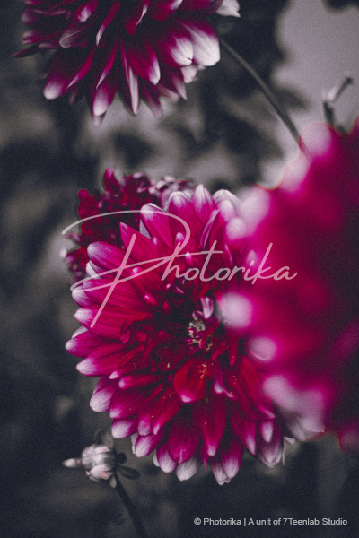 red-chondro-mollika-flower