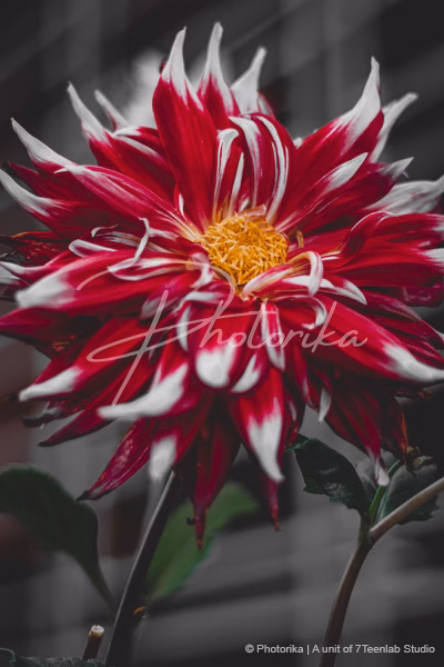 dahlia-red-flower