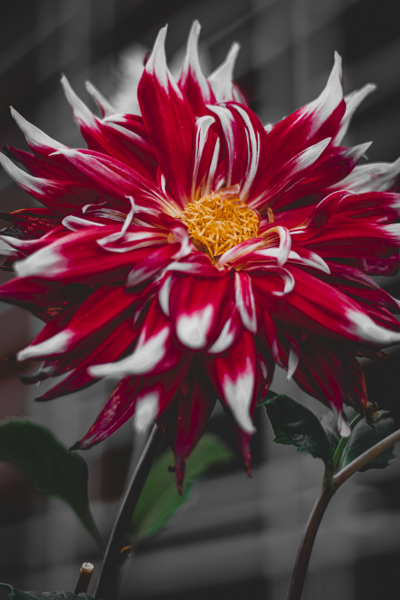 dahlia-red-flower