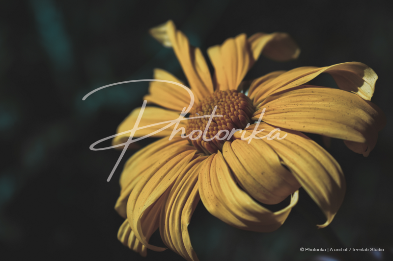 sunflower-yellow-flower