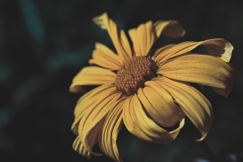 sunflower-yellow-flower