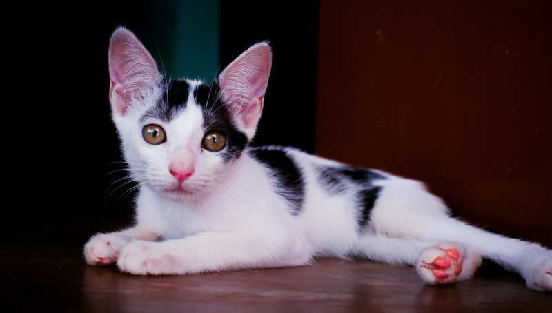 cute-cat-black-white