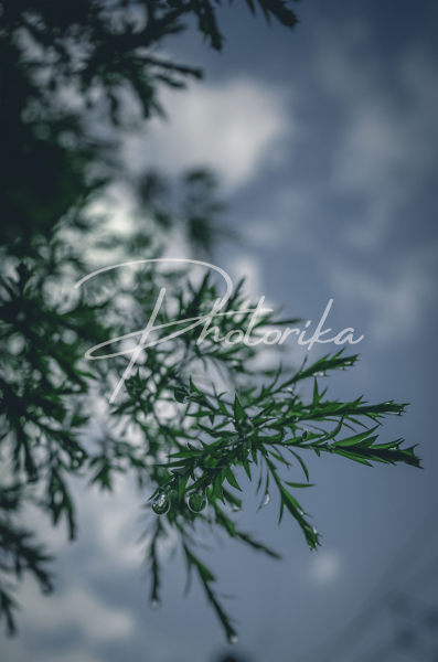eastern-red-cedar-leaves-water-drop