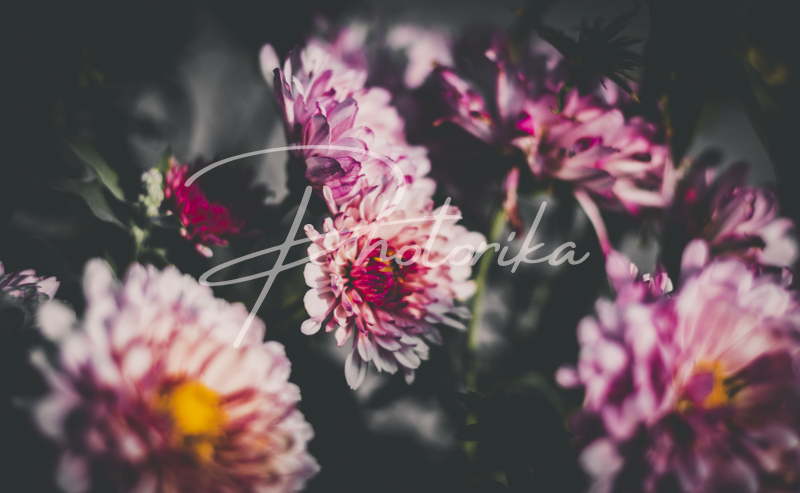 bunch-of-dahlia-flowers