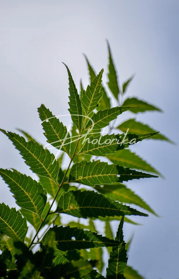 neem-azadirachta-indica-leaves