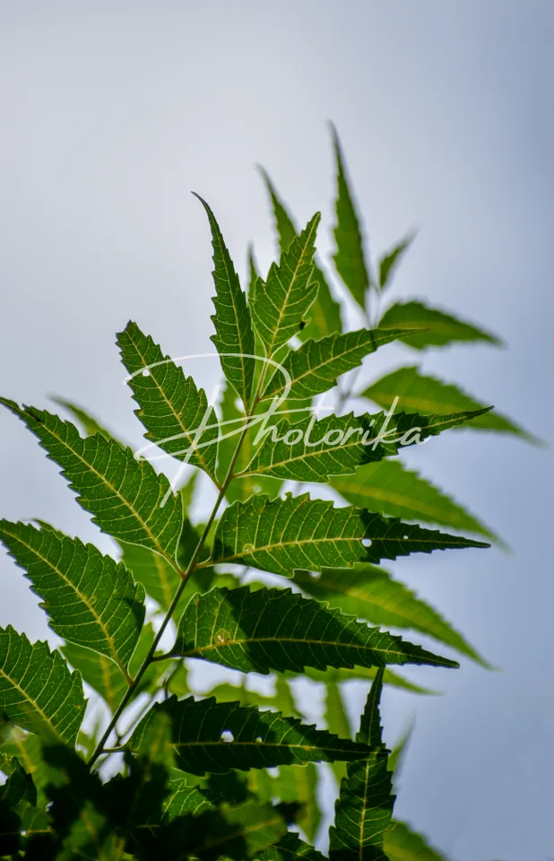 neem-azadirachta-indica-leaves