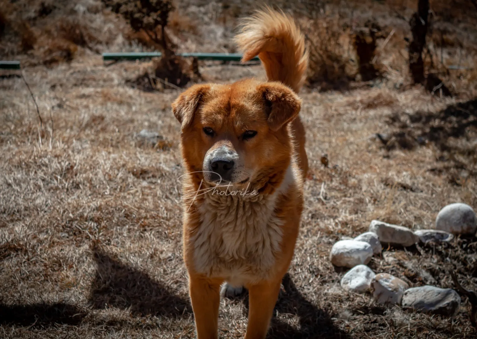 tibetan-mastiff-jomsom-brown-puppy-dog