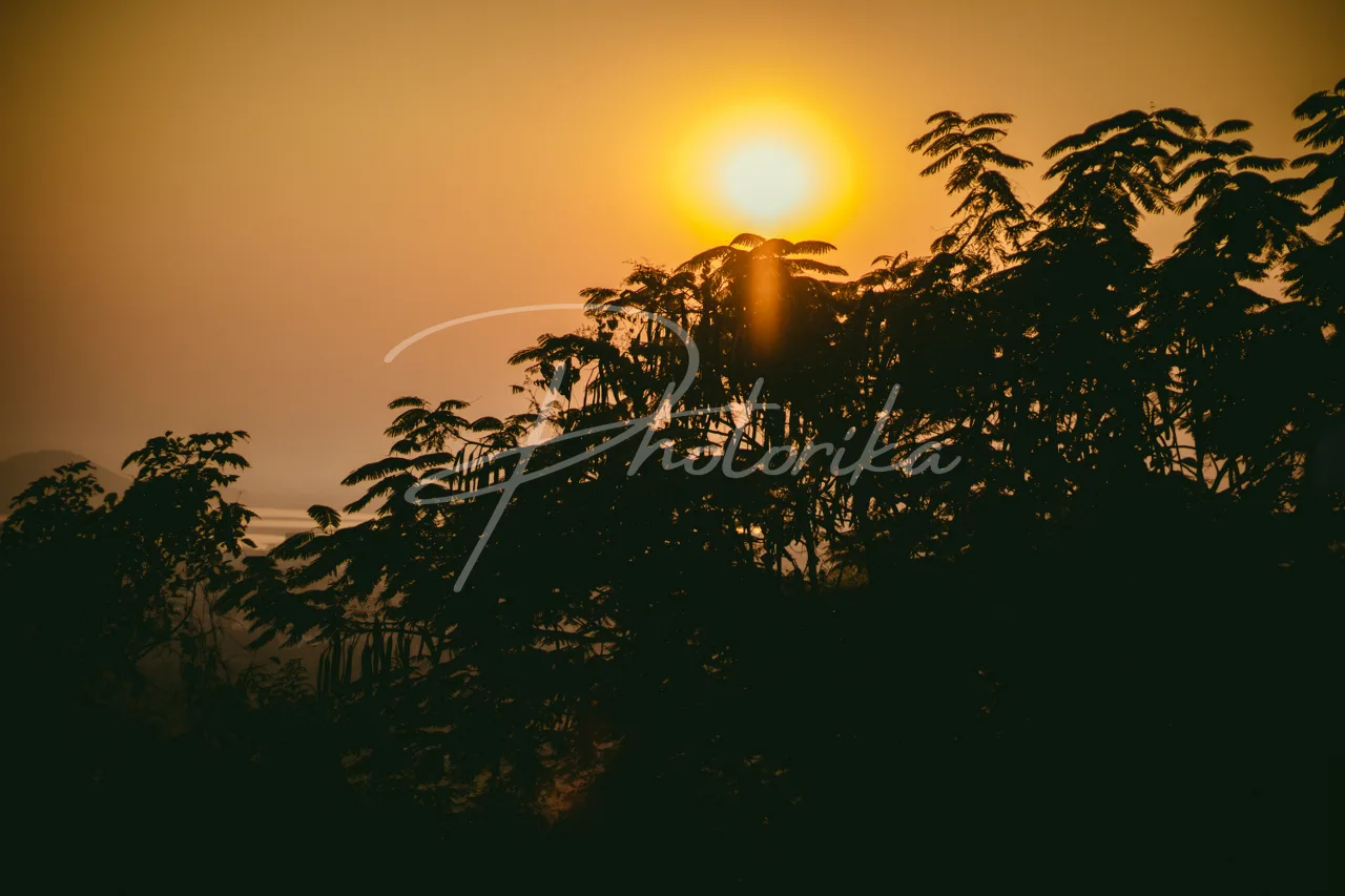 tree-shadow-sunset-view