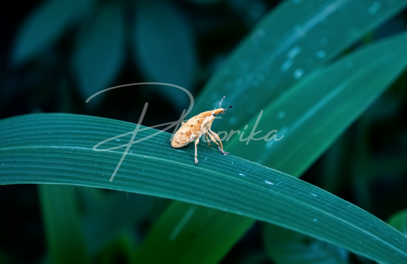 yellow-weevil-plant-insect