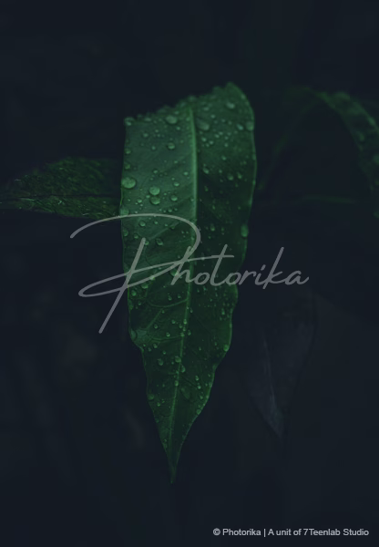 green-leaf-water-drops-dark-background