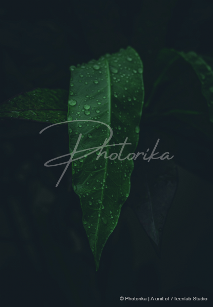 green-leaf-water-drops-dark-background