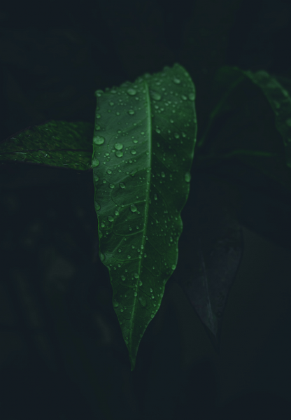 green-leaf-water-drops-dark-background