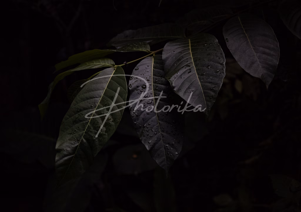 leaves-rain-water-drops