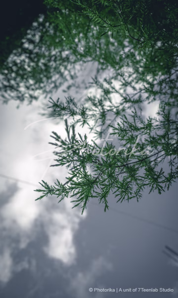 eastern-red-cedar-leaves-sky-background