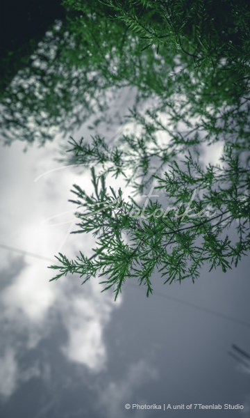 eastern-red-cedar-leaves-sky-background