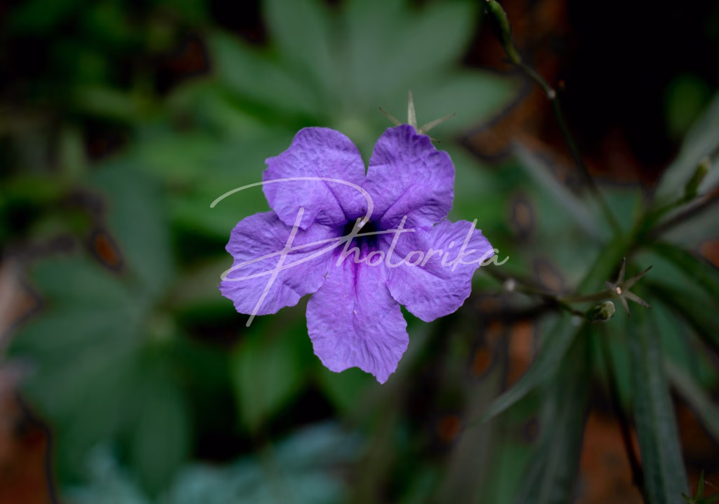 violet-wild-petunia