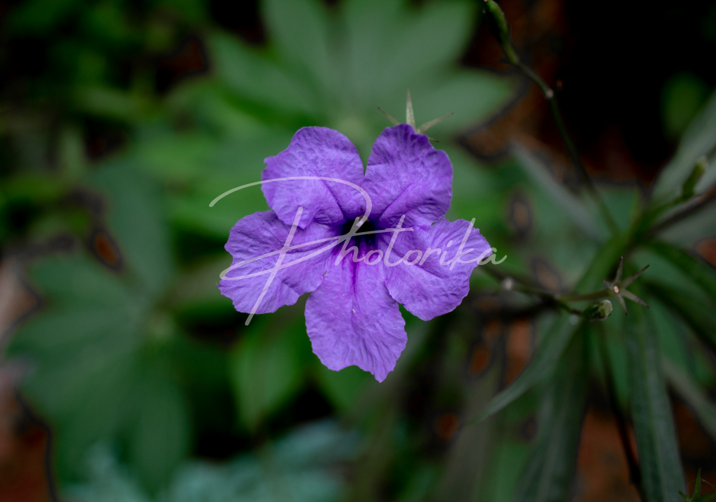 violet-wild-petunia