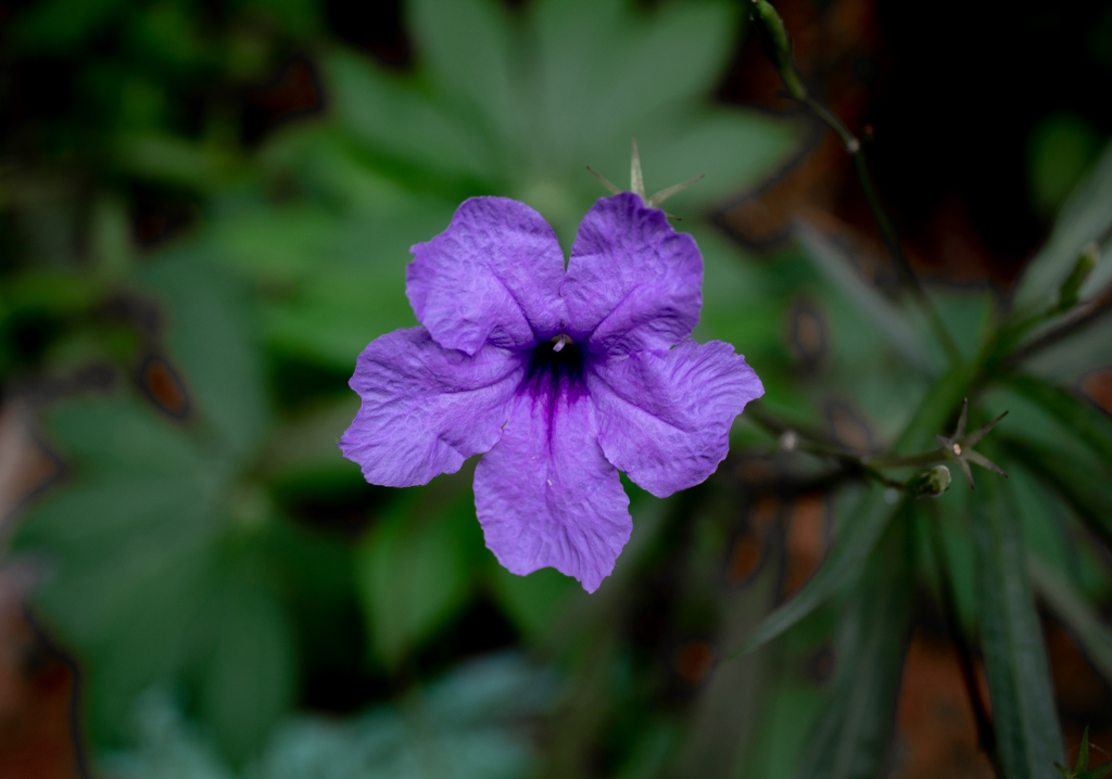 violet-wild-petunia