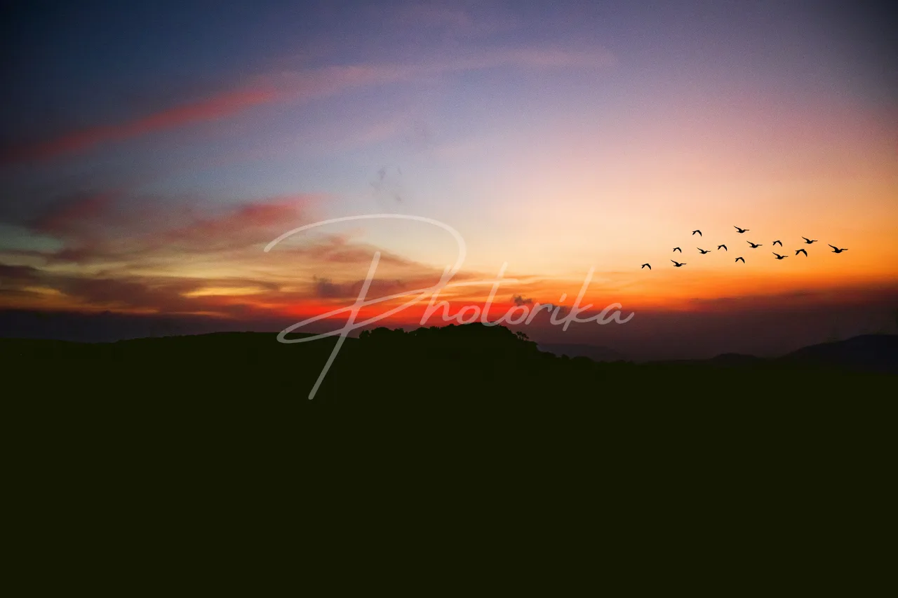 sunset-evening-birds