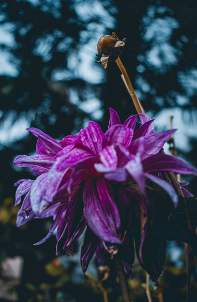 purple-color-flower-water-drops