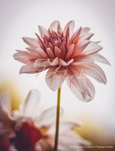dahlia-flower