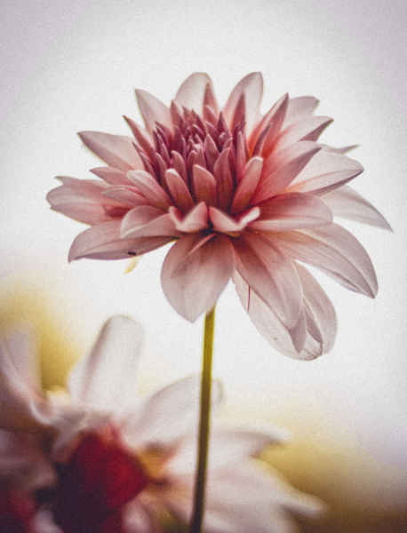 dahlia-flower