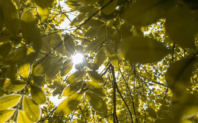 tree-green-leaves-sunray