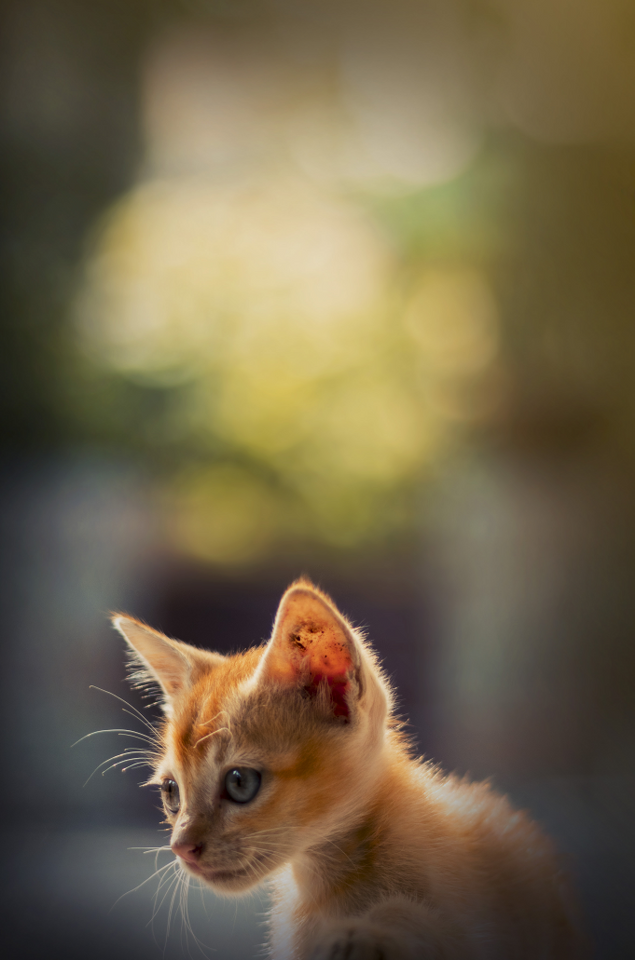 cute-kitten-bokeh-background
