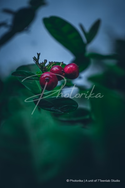 jungle-geranium-seeds-leaves