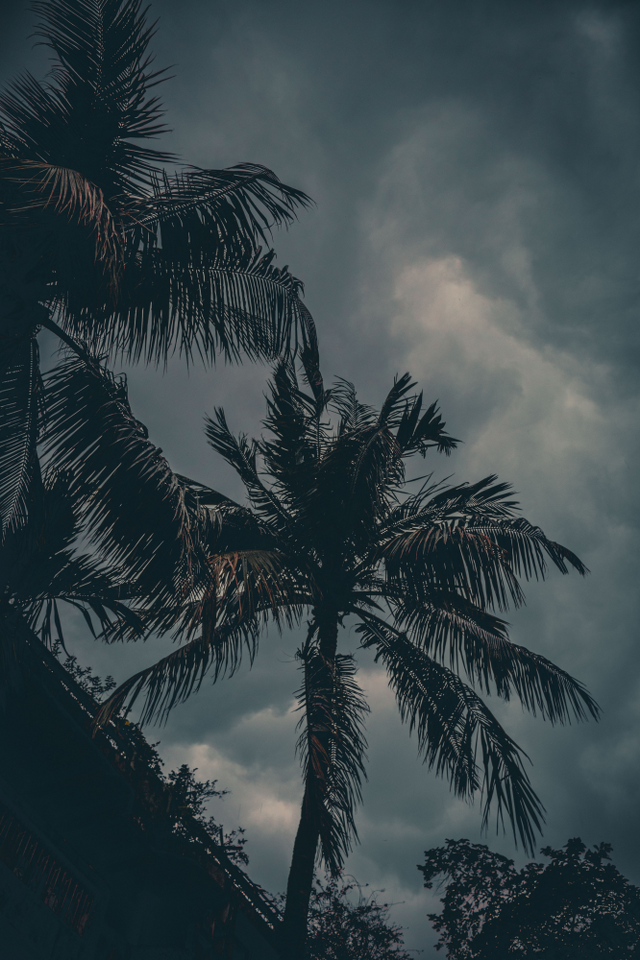 coconut-tree-clouds-evening